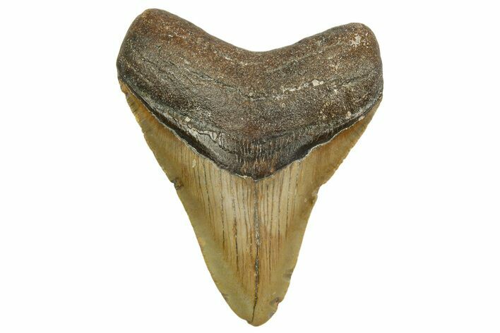 Fossil Megalodon Tooth - North Carolina #363710